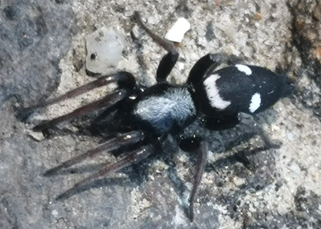 Araneae - Pókok