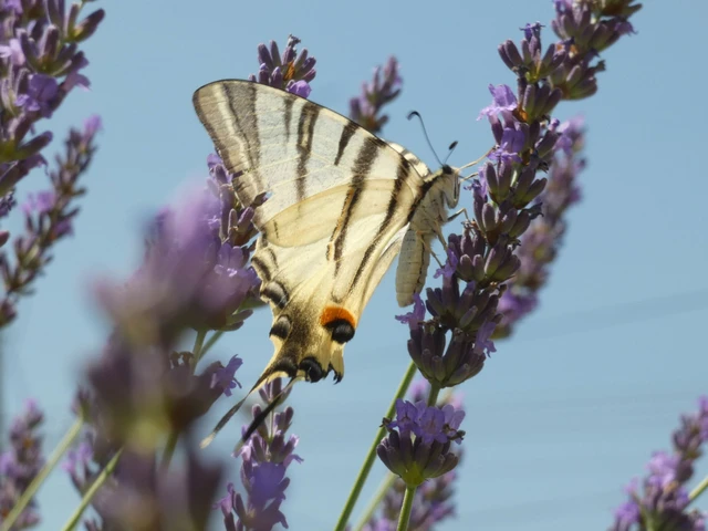Iphiclides podalirius - kardoslepke