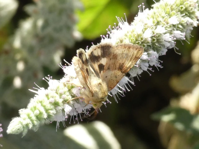 Heliothis viriplaca - mácsonyabagoly