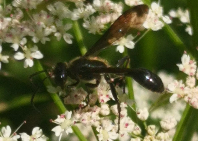 Isodontia mexicana - mexikói fűdarázs