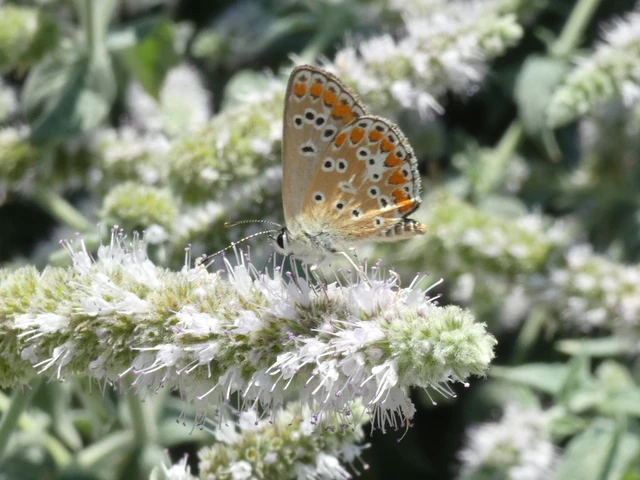 Aricia agestis - szerecsenboglárka