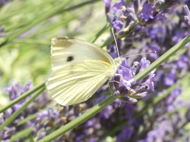 Pieris rapae - répalepke