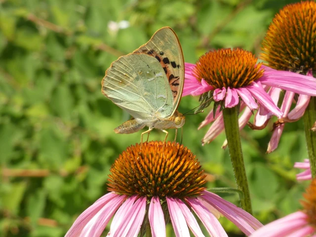 Argynnis pandora - zöldes gyöngyházlepke