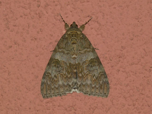 Catocala nupta - piros övesbagoly
