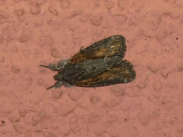Bryophila raptricula/felina
