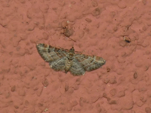Gymnoscelis rufifasciata - vöröscsíkos törpearaszoló