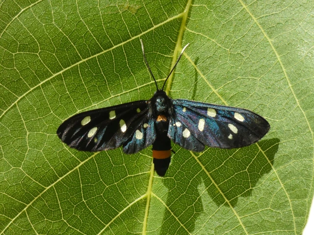 Amata phegea - fehérpettyes álcsüngőlepke