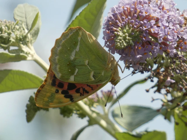 Argynnis pandora - zöldes gyöngyházlepke
