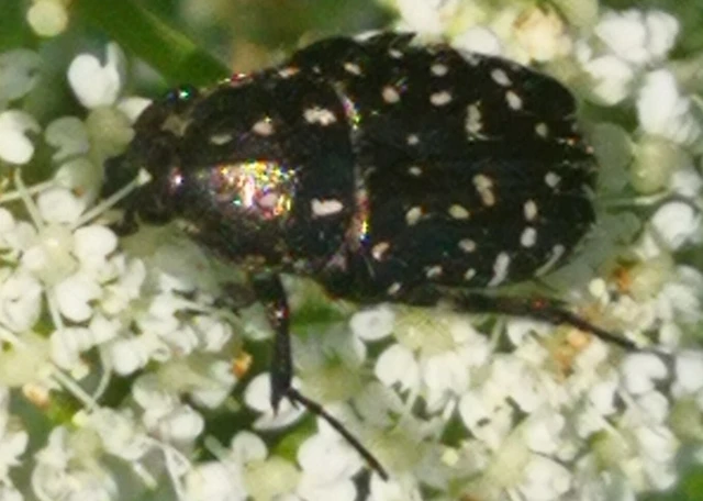 Oxythyrea funesta - sokpettyes virágbogár