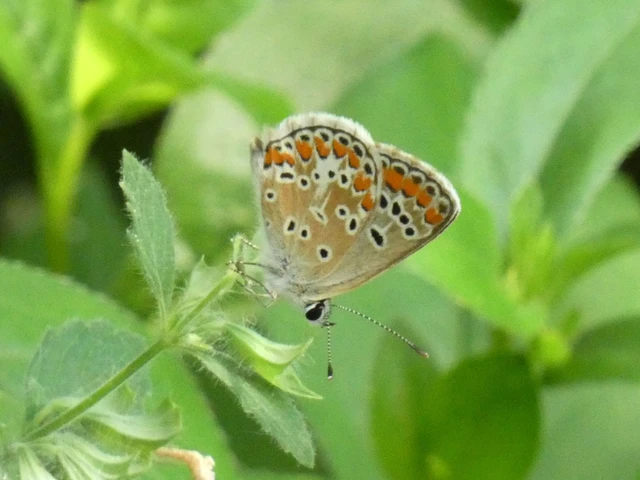 Aricia agestis - szerecsenboglárka