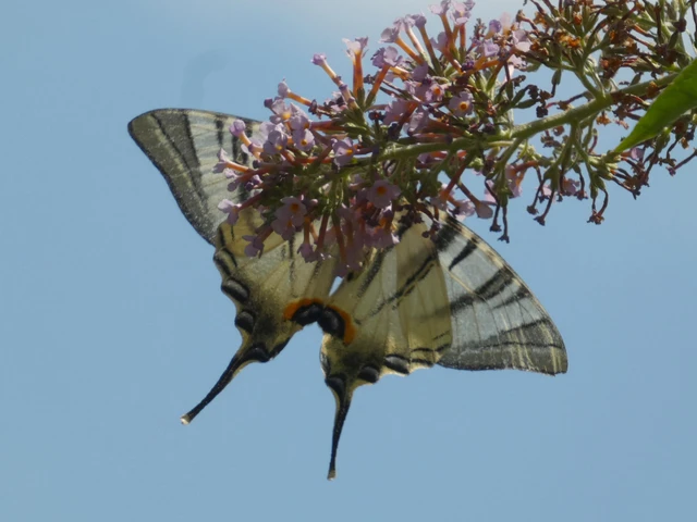 Iphiclides podalirius - kardoslepke