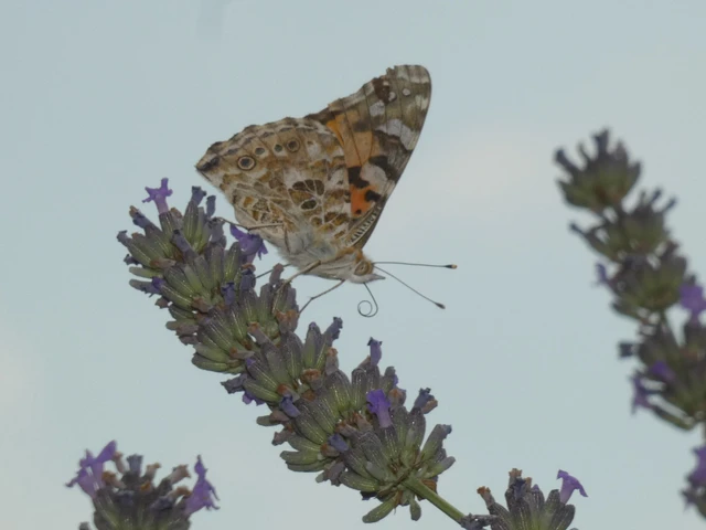 Vanessa cardui - bogáncslepke