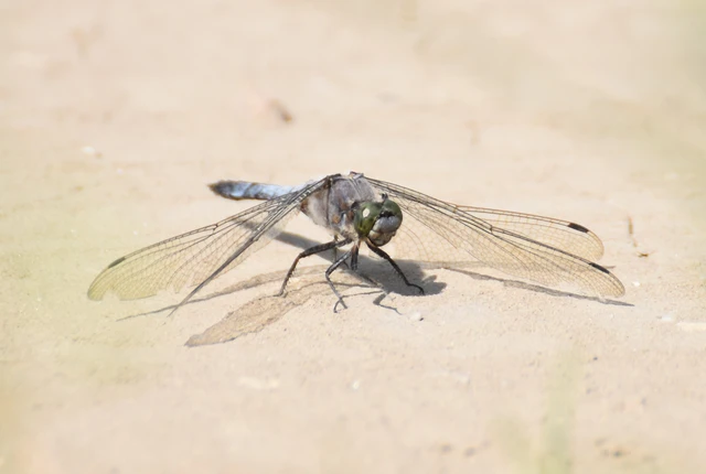 Orthetrum cancellatum - feketefarkú pásztorszitakötő Orthetrum cancellatum - feketefarkú pásztorszitakötő