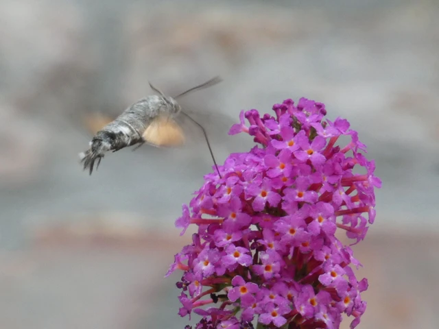 Macroglossum stellatarum - kacsafarkú szender