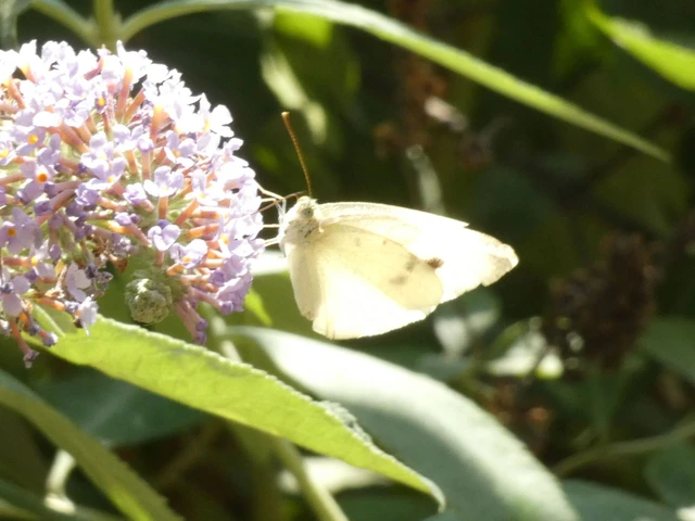 Pieris rapae - répalepke