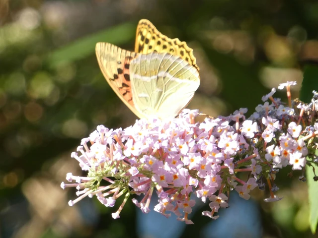 Argynnis pandora - zöldes gyöngyházlepke