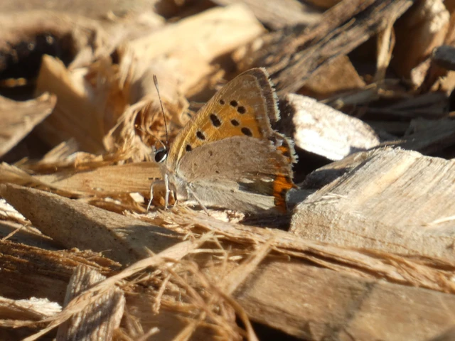 Lycaena phlaeas - közönséges tűzlepke Lycaena phlaeas - közönséges tűzlepke
