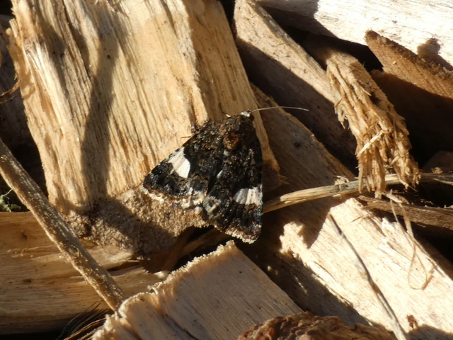Tyta luctuosa - fekete nappalibagoly