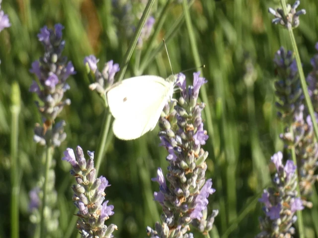 Pieris rapae - répalepke