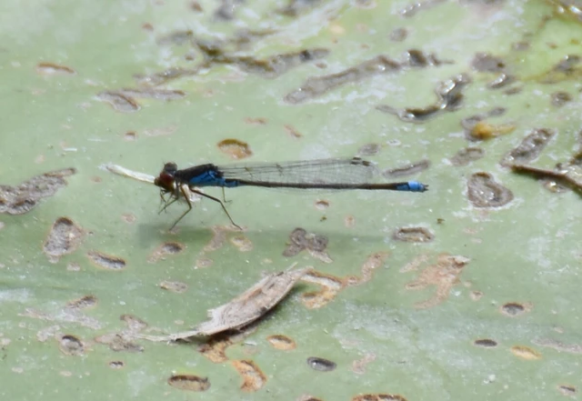 Erythromma viridulum - kis pirosszemű-légivadász Erythromma viridulum - kis pirosszemű-légivadász