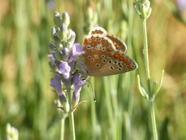 Aricia agestis - szerecsenboglárka