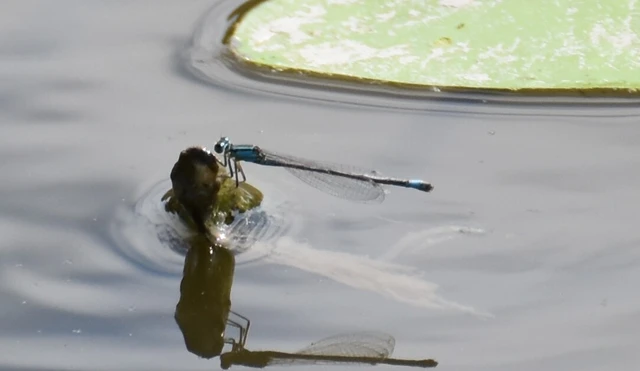 Ischnura elegans pontica - kéköves légivadász Ischnura elegans pontica - kéköves légivadász
