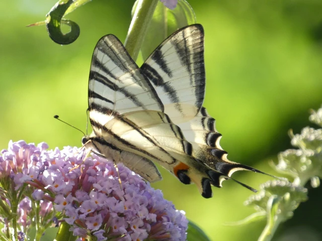 Iphiclides podalirius - kardoslepke