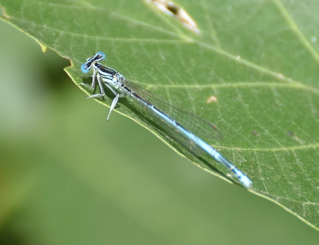 Platycnemis pennipes - széleslábú szitakötő