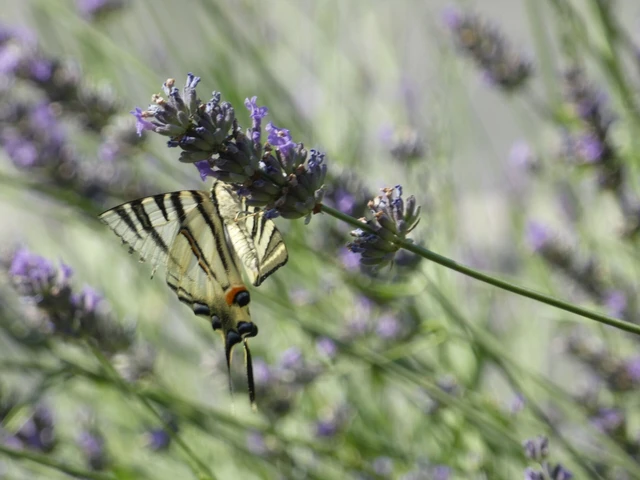 Iphiclides podalirius - kardoslepke