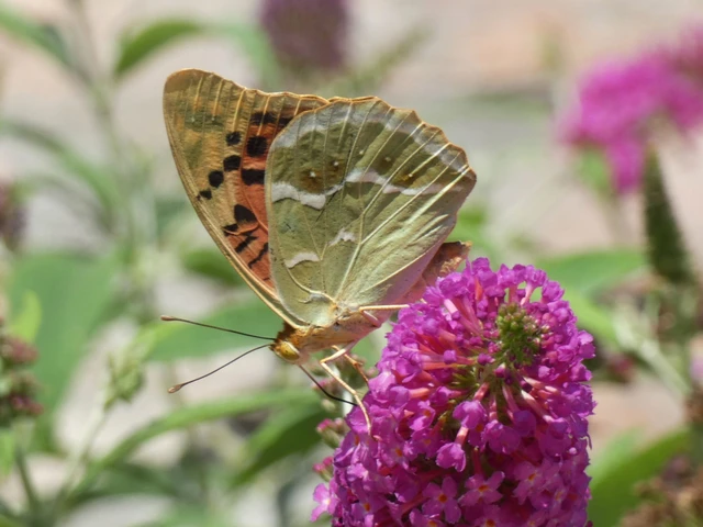 Argynnis pandora - zöldes gyöngyházlepke