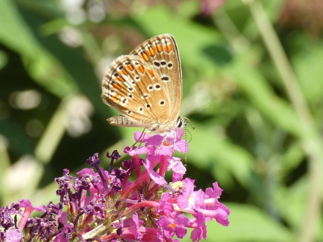 Aricia agestis - szerecsenboglárka