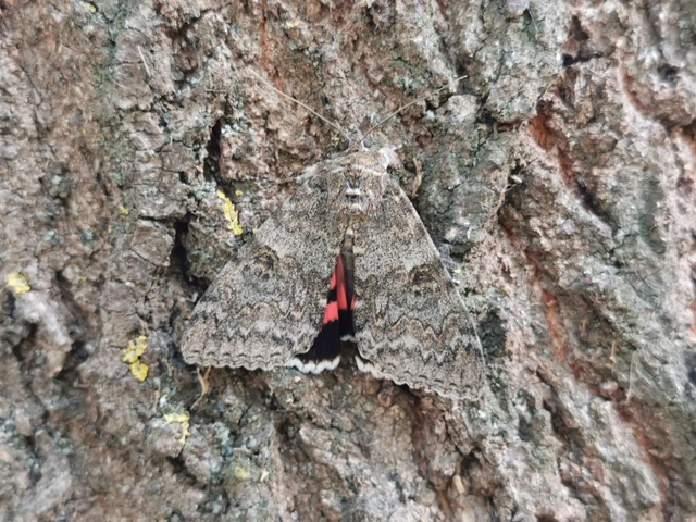 Catocala nupta - piros övesbagoly