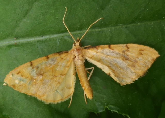 Eulithis pyraliata - sárga galajaraszoló