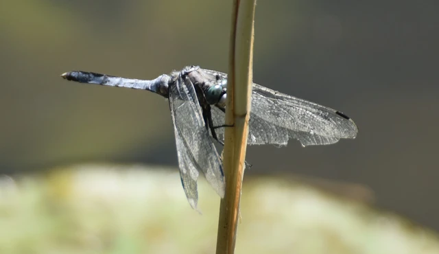 Orthetrum albistylum - fehérfarkú pásztorszitakötő