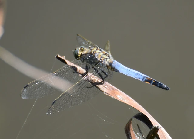 Orthetrum cancellatum - feketefarkú pásztorszitakötő Orthetrum cancellatum - feketefarkú pásztorszitakötő