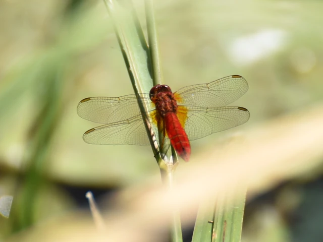 Crocothemis erythraea - skarlát szitakötő