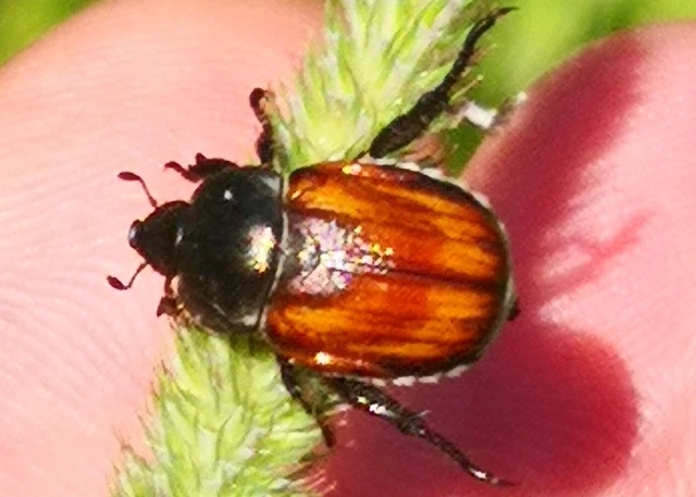 Rutelinae