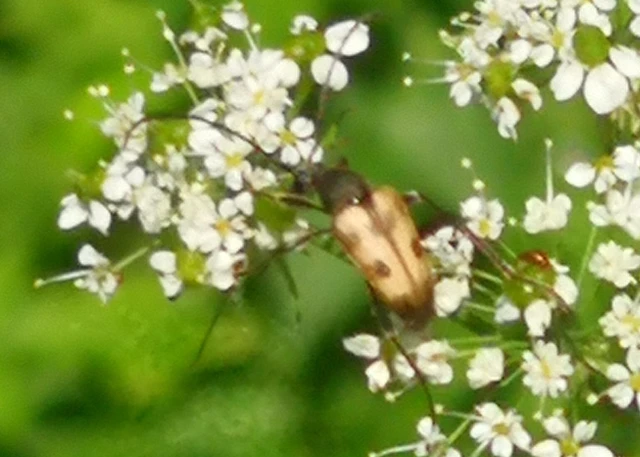 Pachytodes cerambyciformis - változékony virágcincér