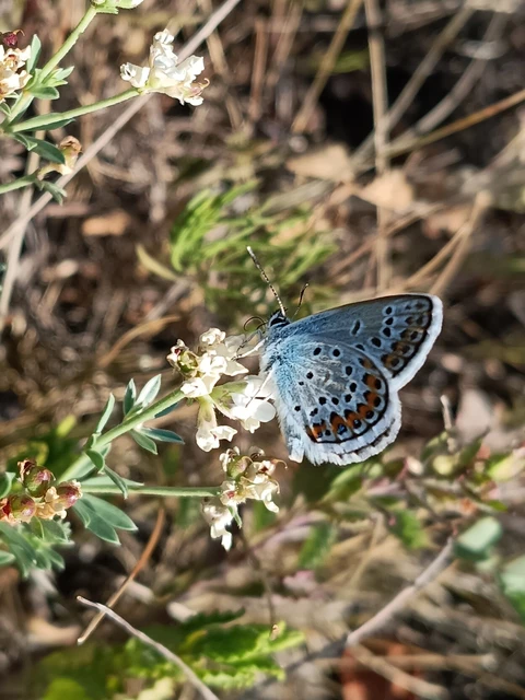 Plebejus argus - ezüstös boglárka