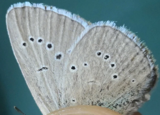 Cyaniris semiargus - aprószemes boglárka