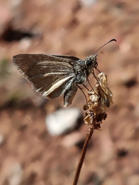 Erynnis tages - cigánylepke