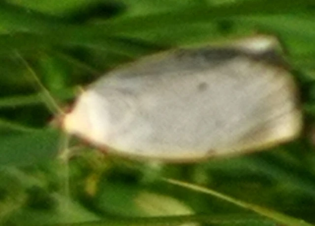 Cybosia mesomella - csontszínű molyszövő