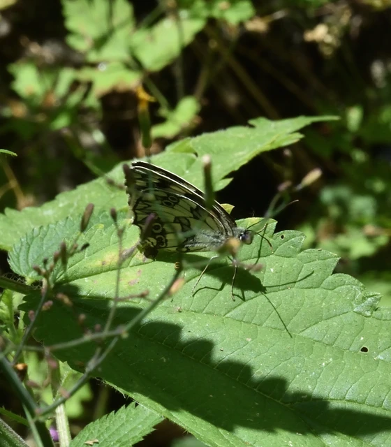 Melanargia galathea - sakktáblalepke