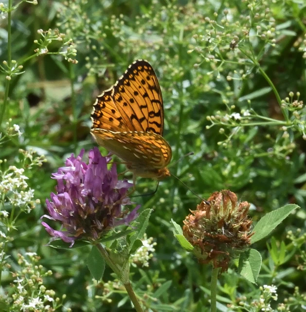 Argynnis aglaja - kerekfoltú gyöngyházlepke