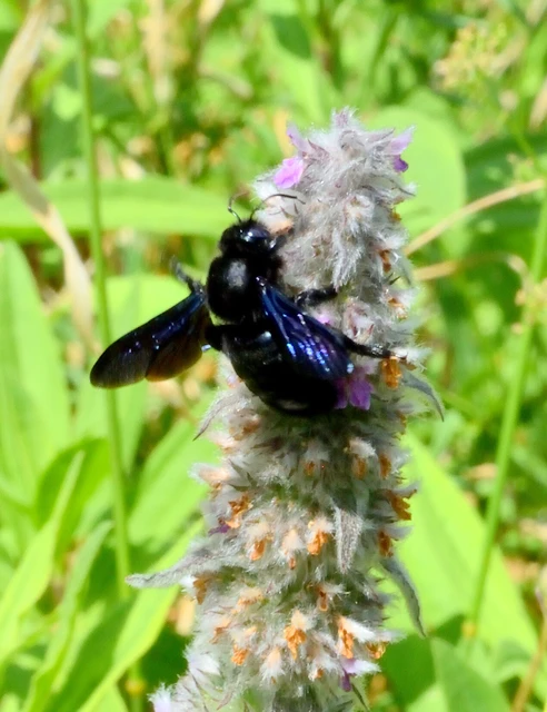 Xylocopa