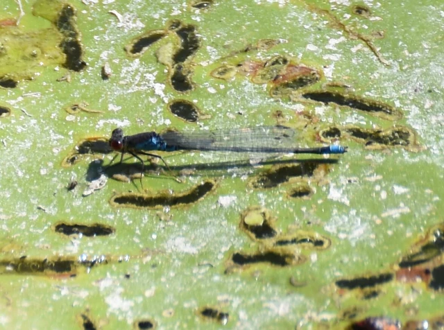 Erythromma viridulum - kis pirosszemű-légivadász Erythromma viridulum - kis pirosszemű-légivadász