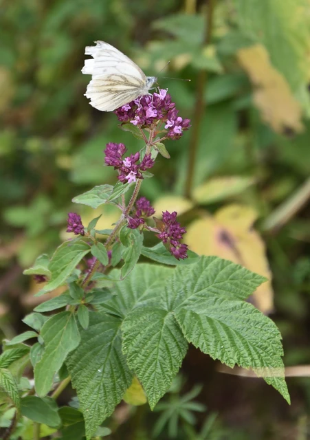 Pieris napi - repcelepke
