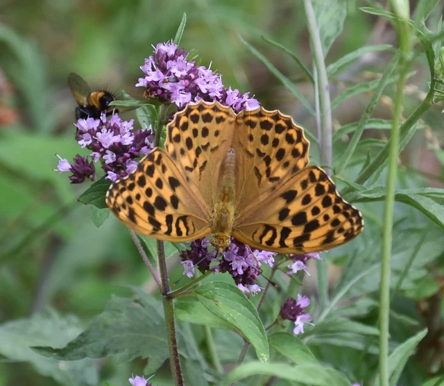 Argynnis paphia - nagy gyöngyházlepke