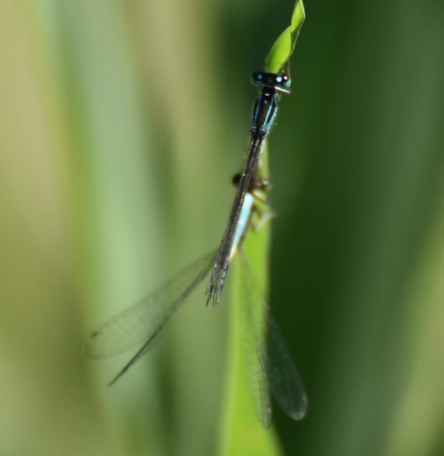 Ischnura elegans pontica - kéköves légivadász Ischnura elegans pontica - kéköves légivadász