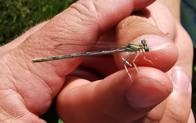 Platycnemis pennipes - széleslábú szitakötő